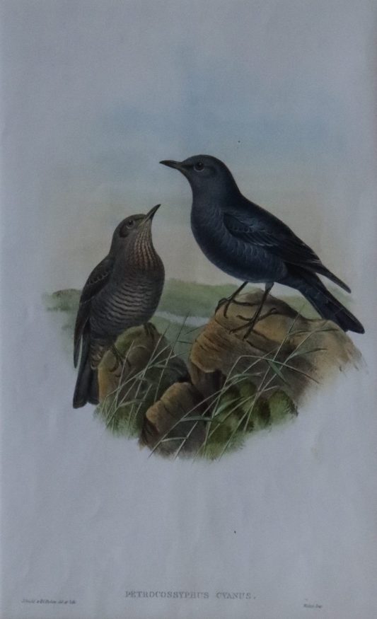 Coloured Print. Accentor Alpinus - Two Birds on the Mountain