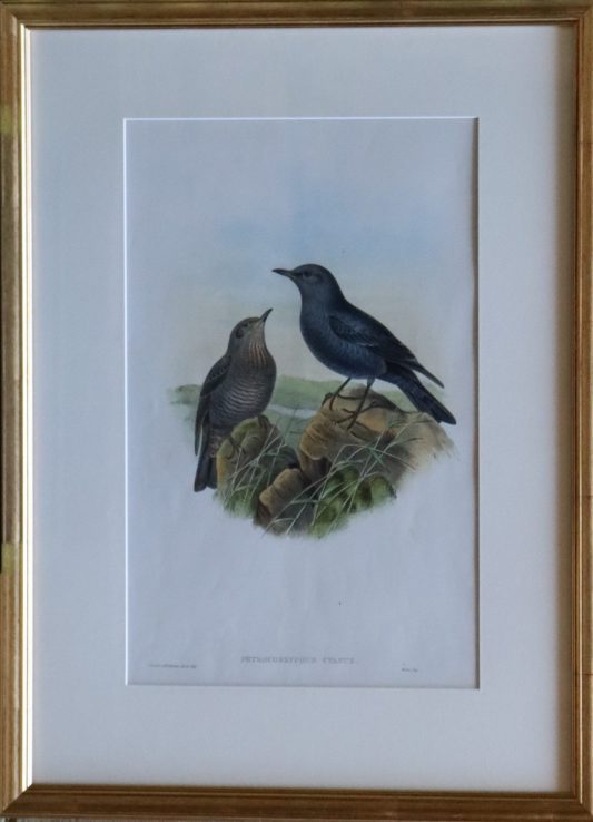 Coloured Print. Accentor Alpinus - Two Birds on the Mountain - Image 2