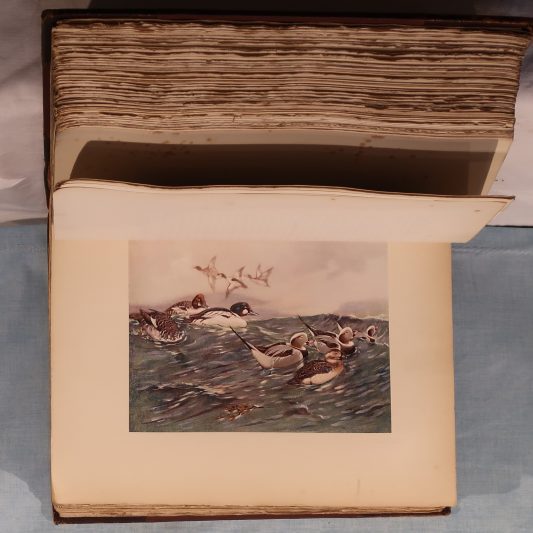 The British Bird Book. Four Volumes. - Image 7