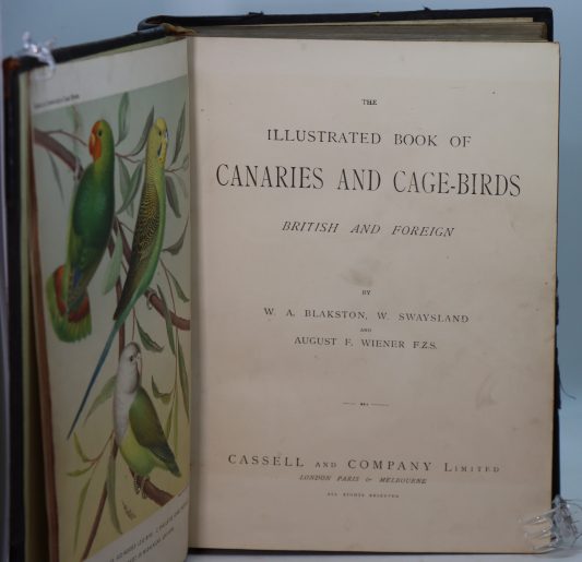 Canaries and Cage-Birds. - Image 3