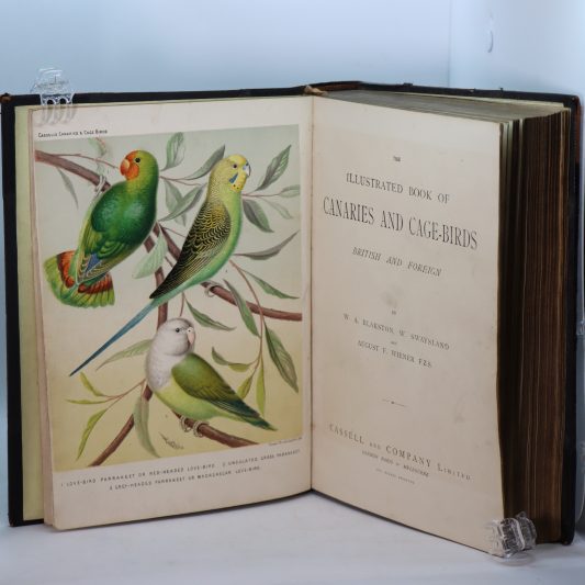 Canaries and Cage-Birds. - Image 4