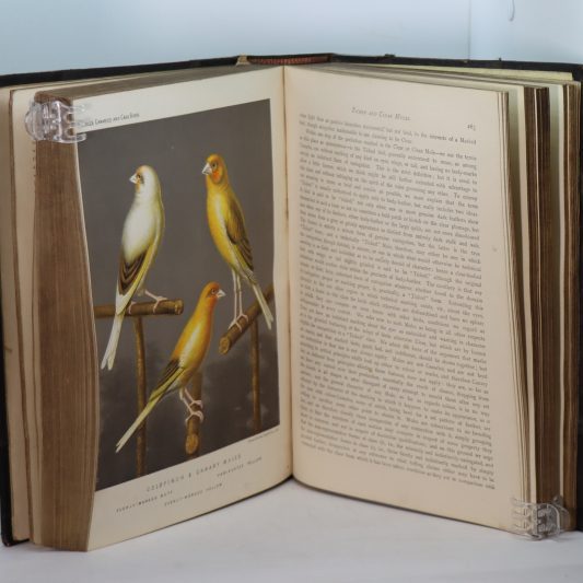 Canaries and Cage-Birds. - Image 6