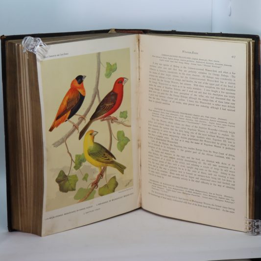 Canaries and Cage-Birds. - Image 7