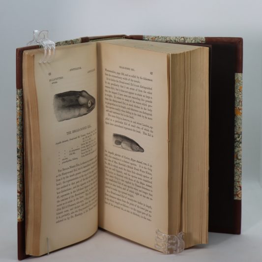 British Fishes. Volumes 1 & 2. - Image 5