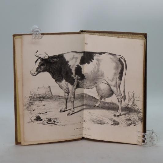 How to Choose a Good Milk Cow. - Image 4