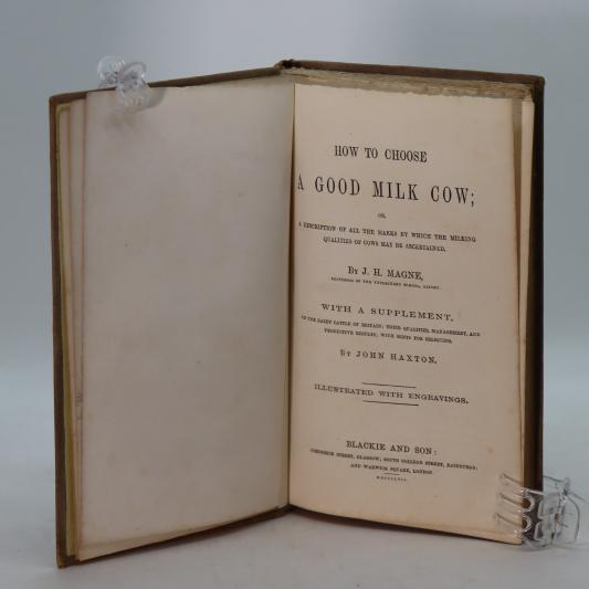 How to Choose a Good Milk Cow. - Image 5