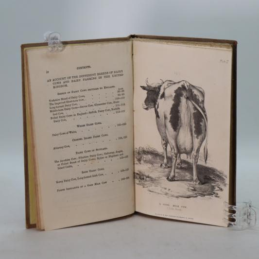 How to Choose a Good Milk Cow. - Image 6