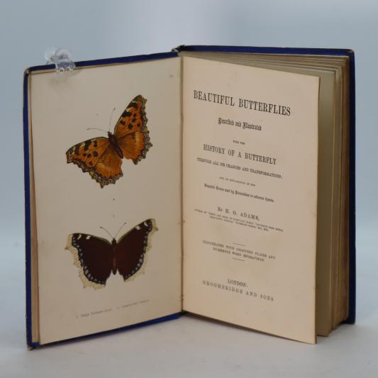 Beautiful Butterflies. - Image 3