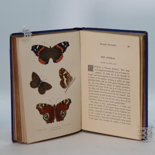 Beautiful Butterflies. - Image 4