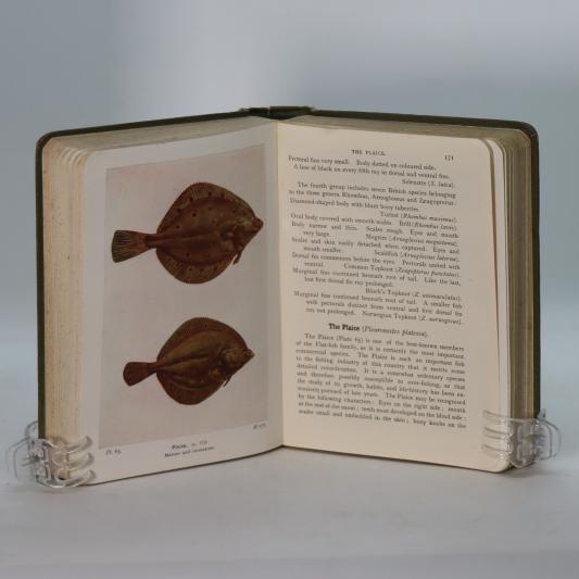 The Fishes of the British Isles. - Image 3
