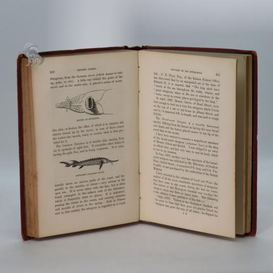 Familiar History of British Fishes. - Image 7