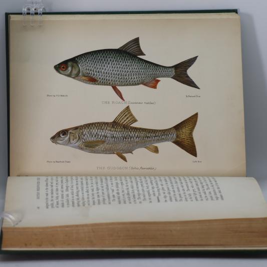 British Freshwater Fishes. - Image 4