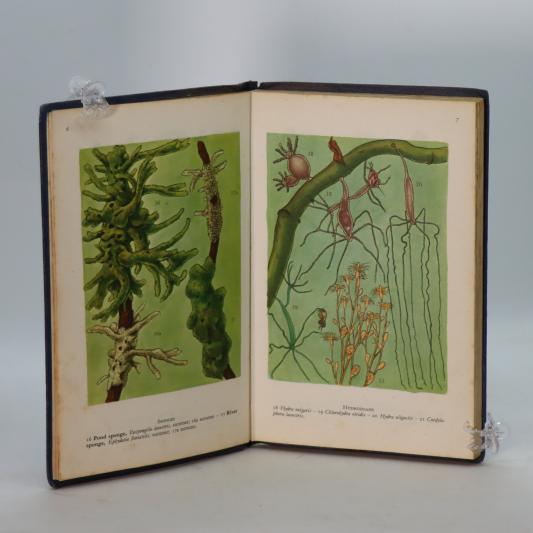 Pond and Stream Life of Europe. - Image 4
