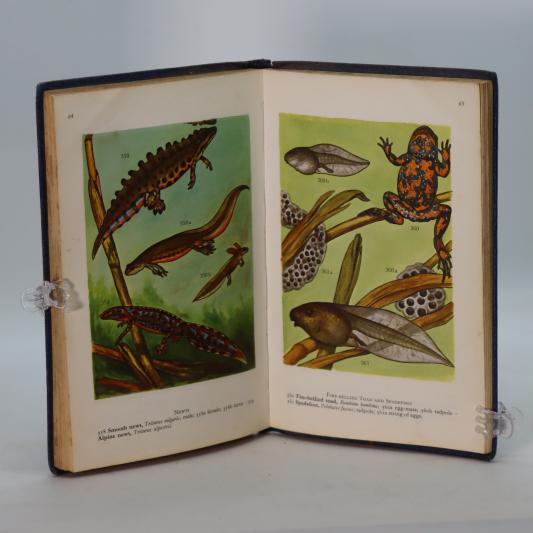 Pond and Stream Life of Europe. - Image 6