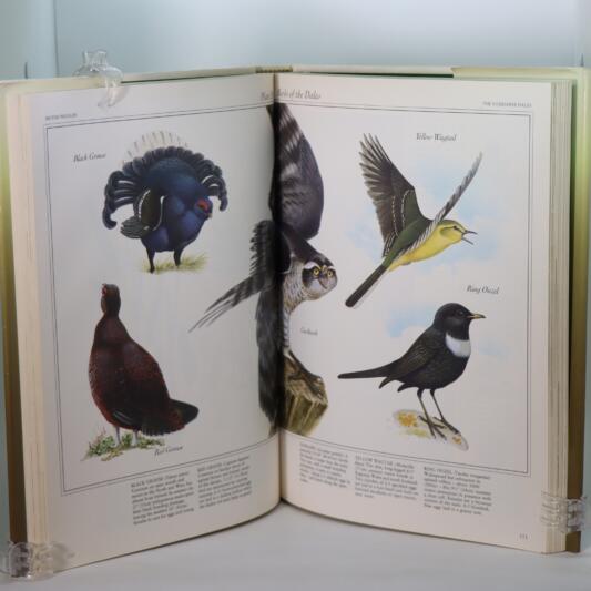 A Companion to the British Wildlife. - Image 3
