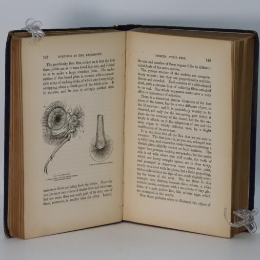Evening at the Microscope. - Image 4