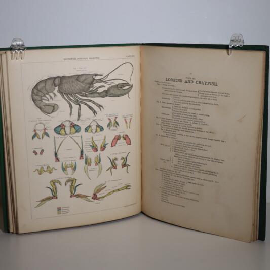 Biological Atlas. - Image 4