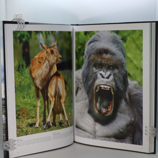 Endangered Animals. - Image 2