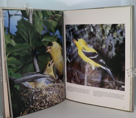 Songbirds. - Image 2