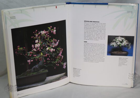 Bonsai Identifier. - Image 4
