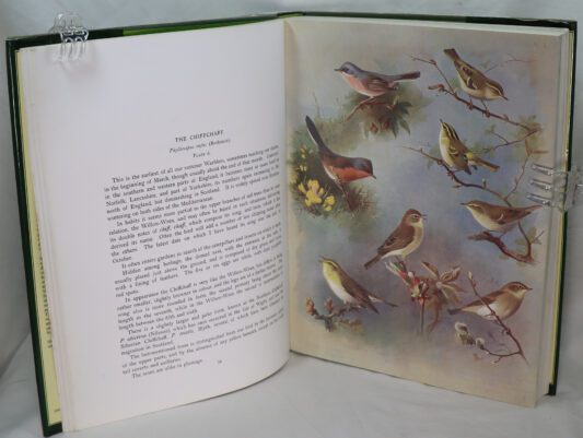The Complete Thorburn's Birds. - Image 3