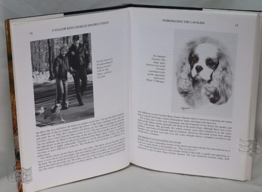 Cavalier King Charles Spaniels Today. - Image 4