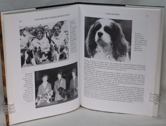 Cavalier King Charles Spaniels Today. - Image 3