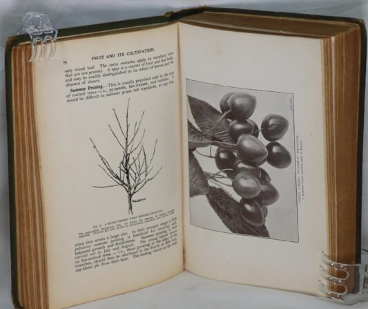 Fruit and It's Cultivation. - Image 3
