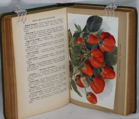 Fruit and It's Cultivation. - Image 2