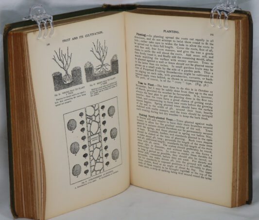 Fruit and It's Cultivation. - Image 5