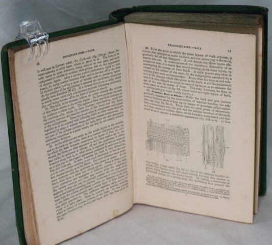 The Manual of Botany. - Image 4