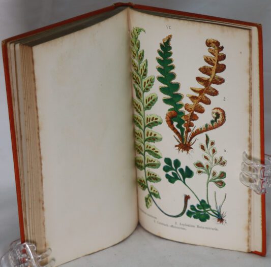 British Ferns and their Allies. - Image 6
