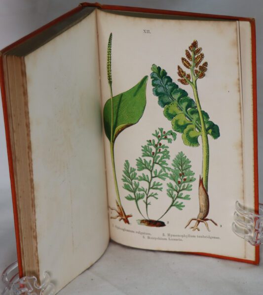 British Ferns and their Allies. - Image 5