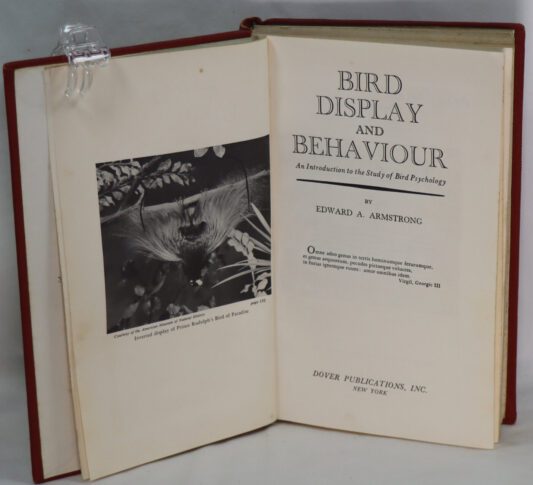 Bird Display and Behaviour. - Image 3