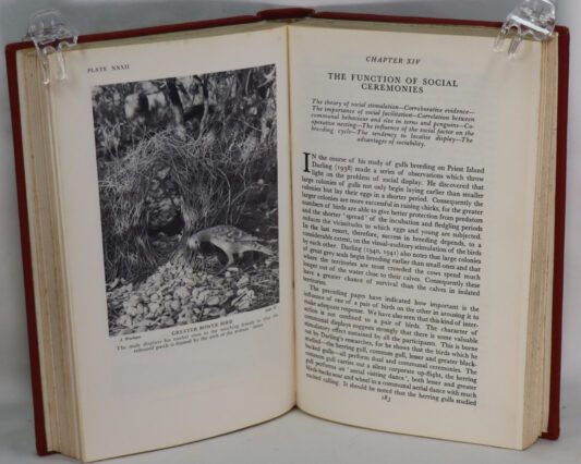 Bird Display and Behaviour. - Image 2