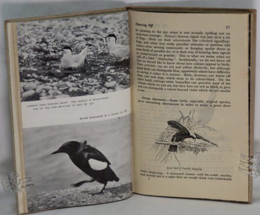 The Way Birds Live. - Image 4