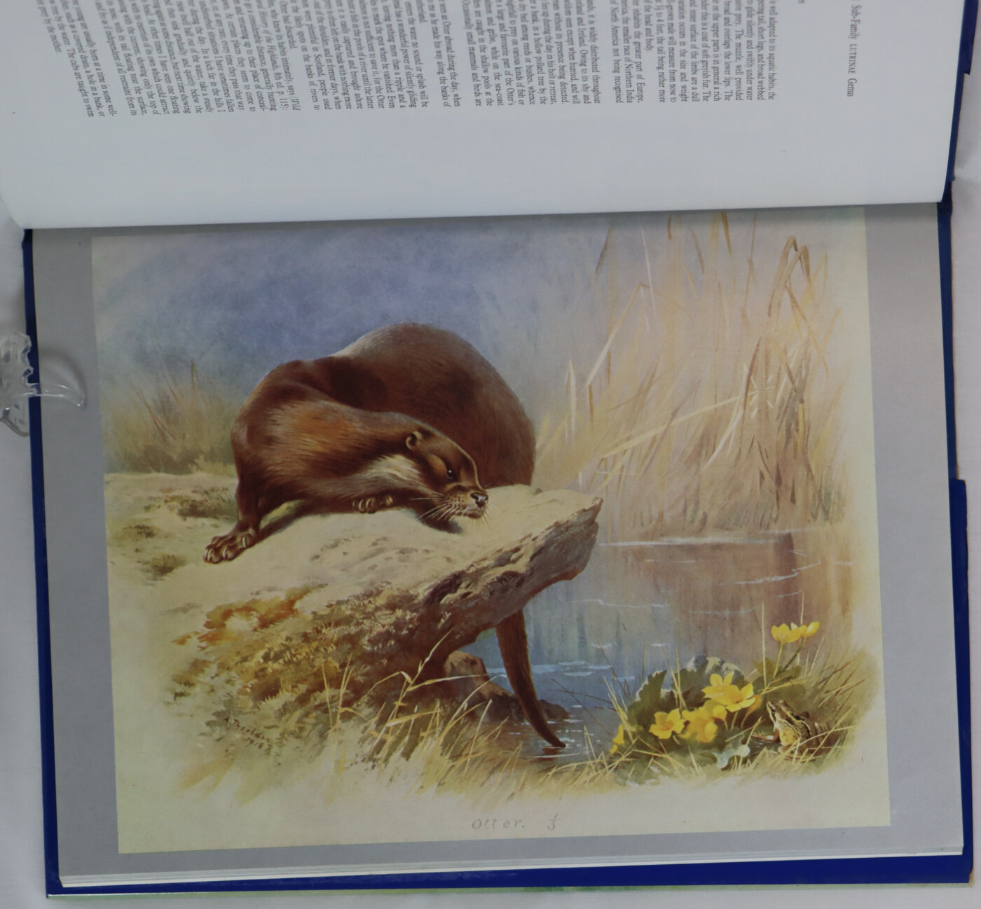 Thorburn's Mammals. - Image 6