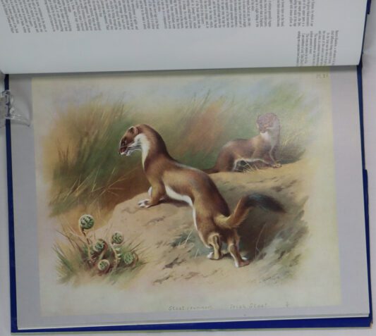 Thorburn's Mammals. - Image 5