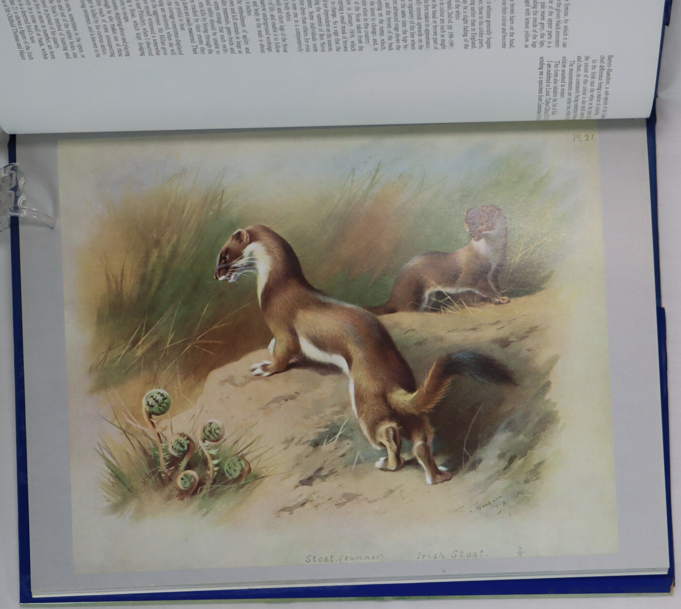 Thorburn's Mammals. - Image 5
