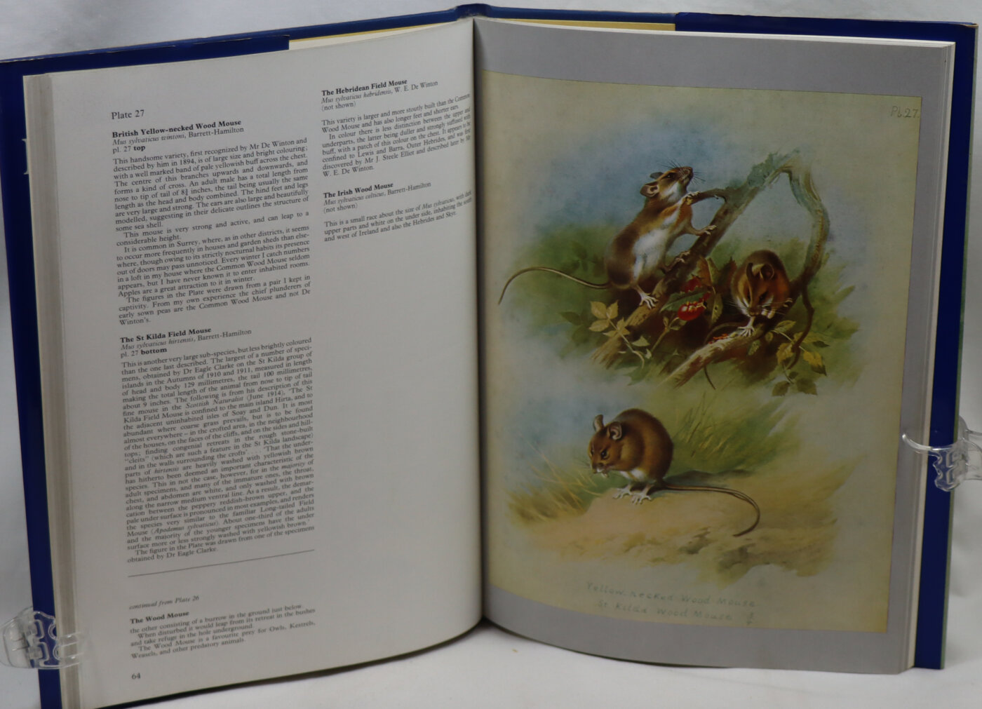 Thorburn's Mammals. - Image 4