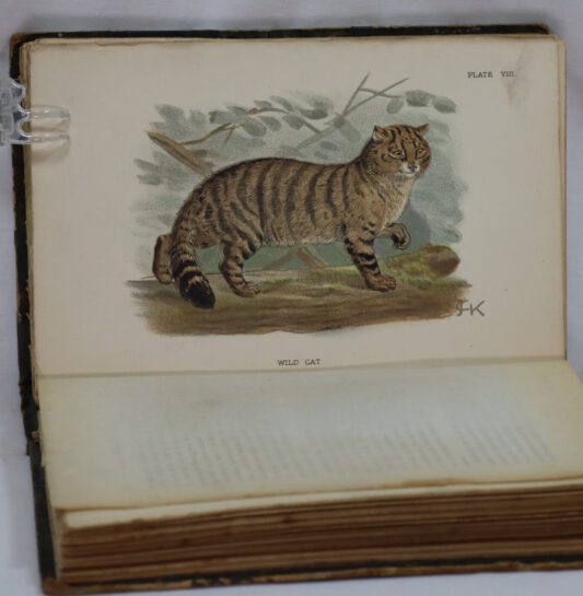 British Mammals. Allen's Naturalists' Library. - Image 4