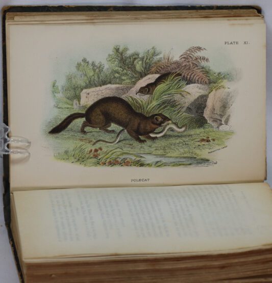 British Mammals. Allen's Naturalists' Library. - Image 3