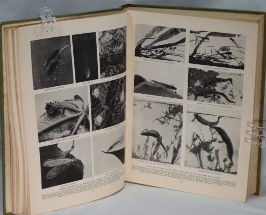 Wonders of Animal Life. Volumes I & II. - Image 8