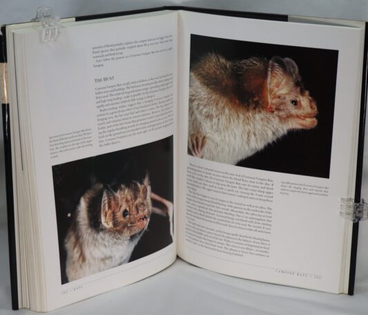 Bats. - Image 7