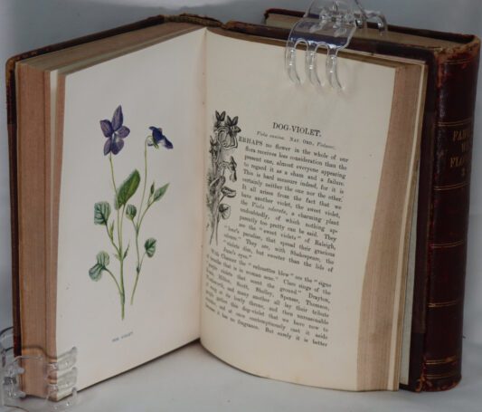 Familiar Wild Flowers. Two Volumes (3-4 and 5-6 series). - Image 2
