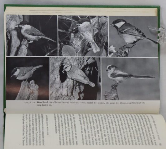 Woodland Birds. - Image 3