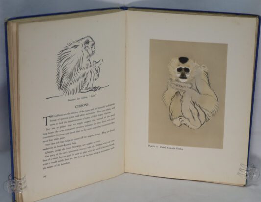 Just Monkeys. - Image 6