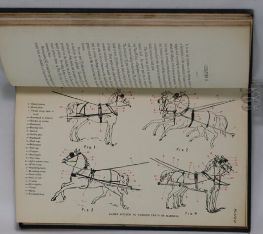 Phillipson on Harness. - Image 4