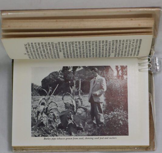Tobacco Cultivation in England. - Image 3