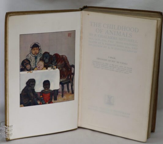 The Childhood of Animals. - Image 3